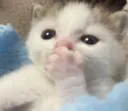 gaspCat