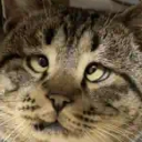 crosseyedcat