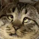 :crosseyedcat: