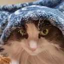 undercover