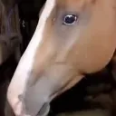 oh_no oh_no