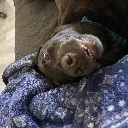 classic_dog