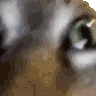 INSANECAT INSANECAT