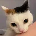 catbit