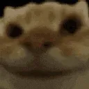 catnod catnod