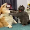 fight fight