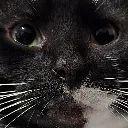FW_Cat_Stare