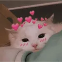 cutecatedp_catelovermin
