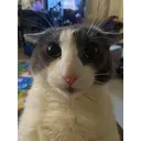 drycat