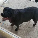 tyson