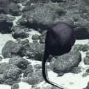eel