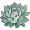 8426succulentflower