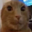 kitty kitty