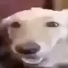 butter_dog