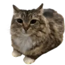 cat_chill