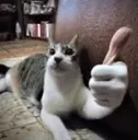 katok