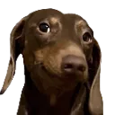 dachselsmirk dachselsmirk