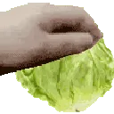 lettucepat