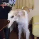 banbnabadog