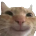cathappy