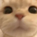 cat_stare