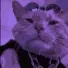 disco_vibe_owo disco_vibe_owo