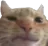 SA_catConfused