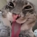 2honycat