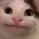 huhcat