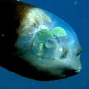 headfish