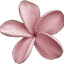 A five-petaled pink flower in full bloom.