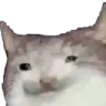 WhatCat