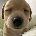 mimindo