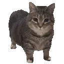 spinny_cat spinny_cat