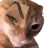 catbrow