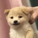 A small fluffy puppy looking sideways with a skeptical and suspicious expression.