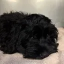 puppy_eyes