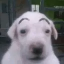 cejas