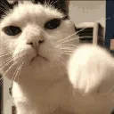 LLF_catpunch