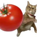 tomato