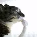 thinker thinker