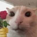 dmohq_cat_rose