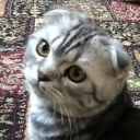 emoji_35 custom emote from —Cats galaxy🌠🐱—