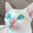 emoji_41 Discord Emoji | —Cats galaxy🌠🐱—