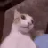dmohq_cat_shocked