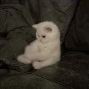 sadcat