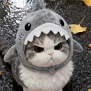 sharkcat