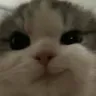 :catmsirk: