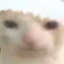 bruhCat bruhCat