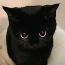 pleasecat